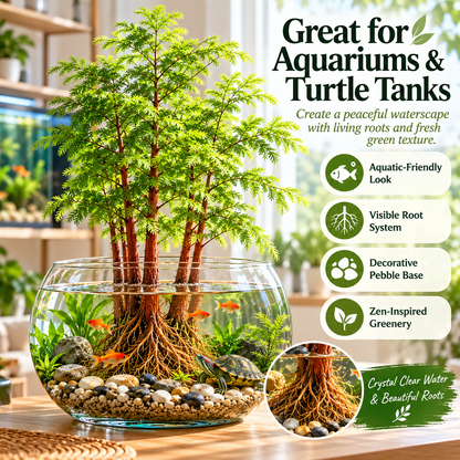 🌿 Hydroponic Dawn Redwood Bulbs - Metasequoia glyptostroboides