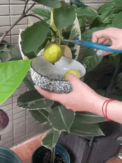 🍓 Plant Exotic Red Guava & Enjoy Fresh Fruit