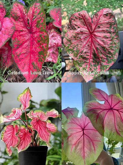 🌺Caladium Bulbs: The Easiest Way to Add Bold Color to Shady Spots