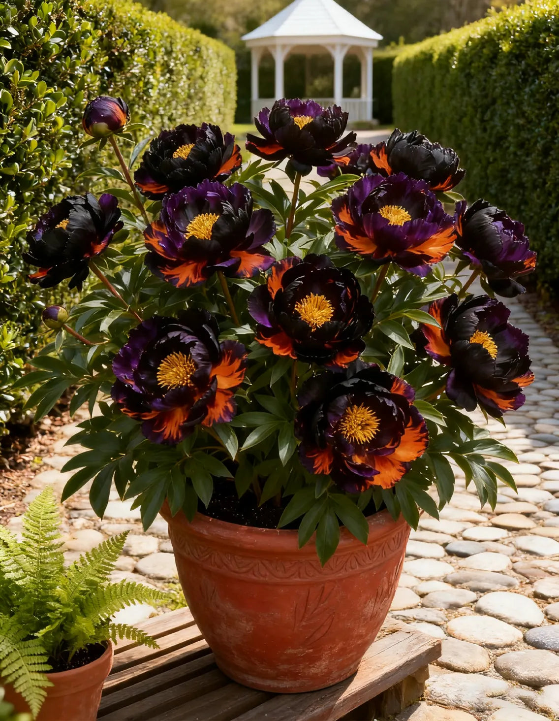 🌌 Rare Midnight Flame Peony Seeds