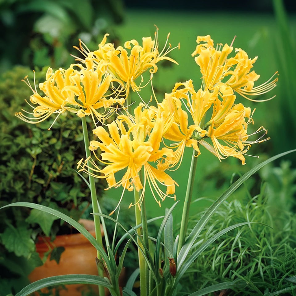 💙🌺Rare Spider Lily – A Mystical Touch of Nature’s Wonder