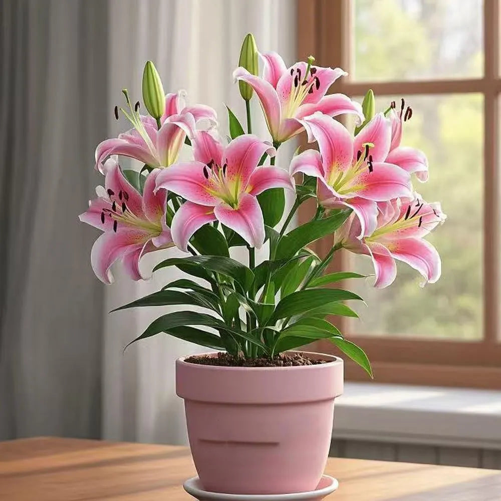 🌸 Premium Lily Bulbs – Fragrant Perennial Blooms for Gardens & Containers
