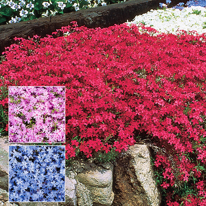 💐Creeping Phlox Seeds✨Vibrant Tapestry of Color