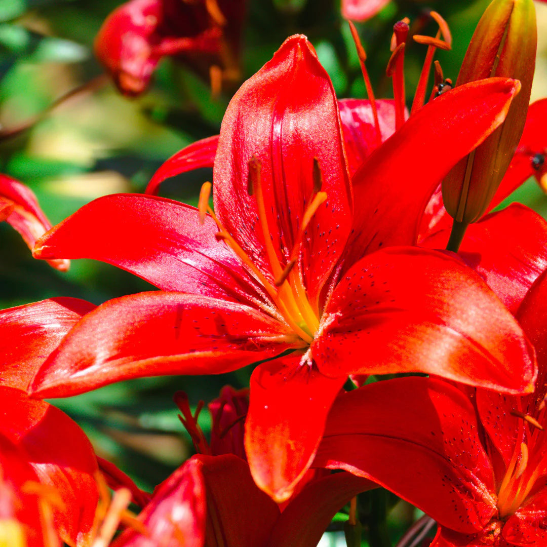 🌸 Premium Lily Bulbs – Fragrant Perennial Blooms for Gardens & Containers