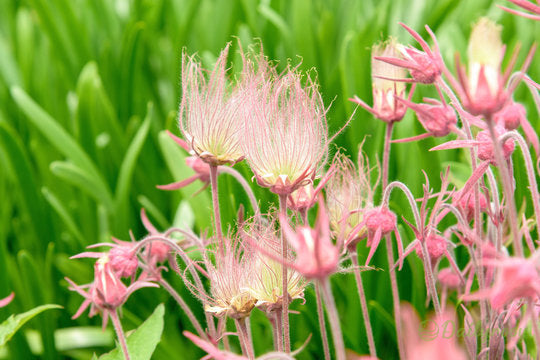 ˃̶͈🍧˂̶͈ Prairie Smoke Flower Seeds🌿Sweet Plants