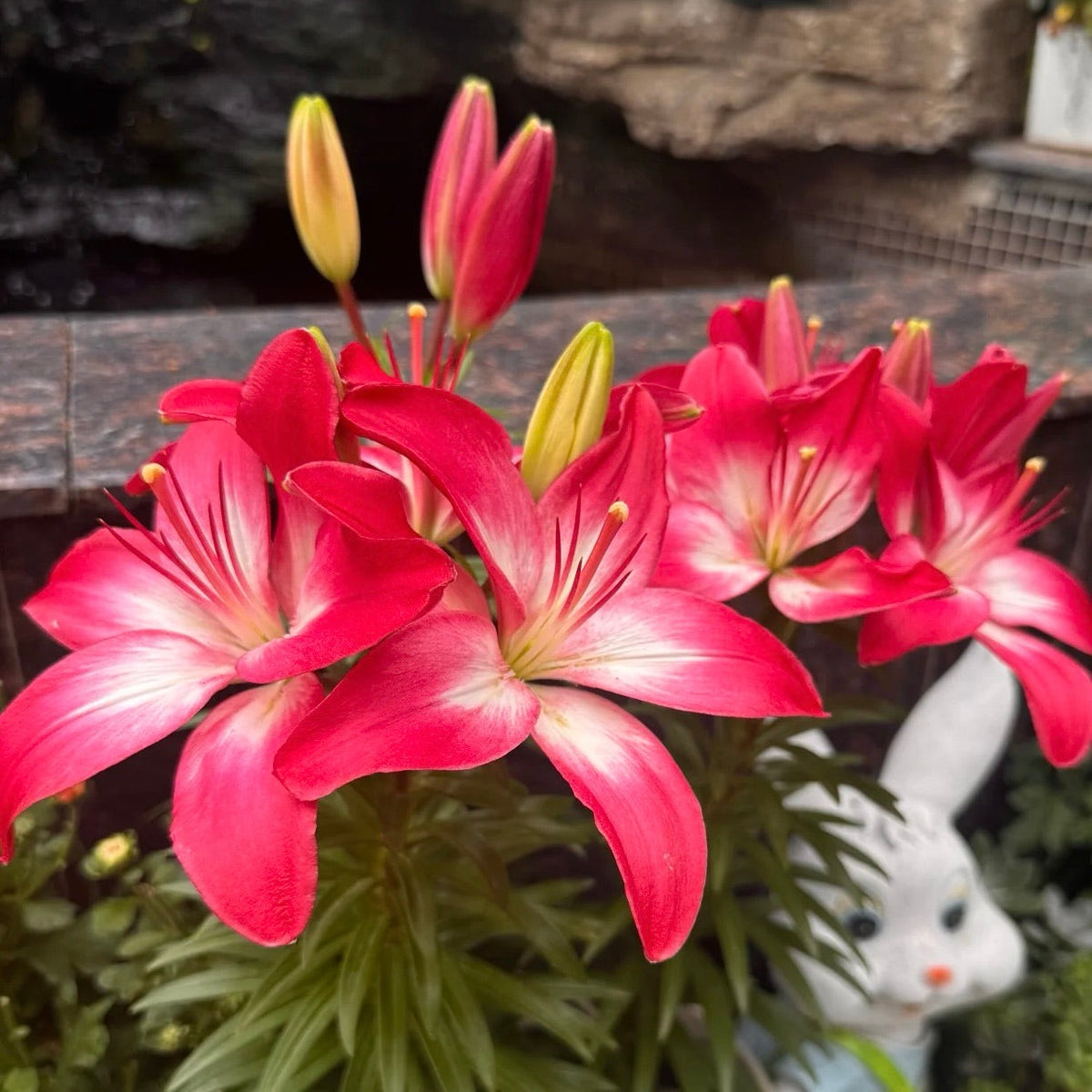 🌸Unique Lily Seeds Mix | A Collector’s Choice for Garden Lovers