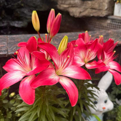 🌸Unique Lily Seeds Mix | A Collector’s Choice for Garden Lovers