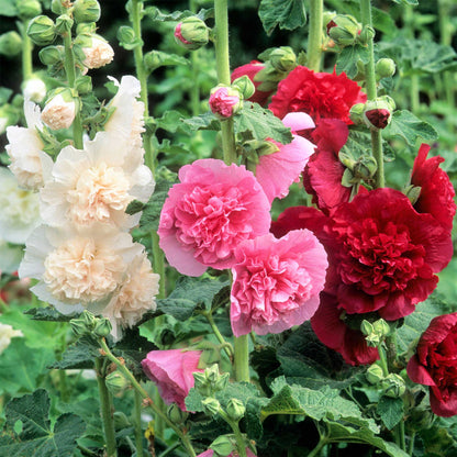 🌸 Hollyhock Seeds 🌱 Easy to Grow, Towering Blooms All Season