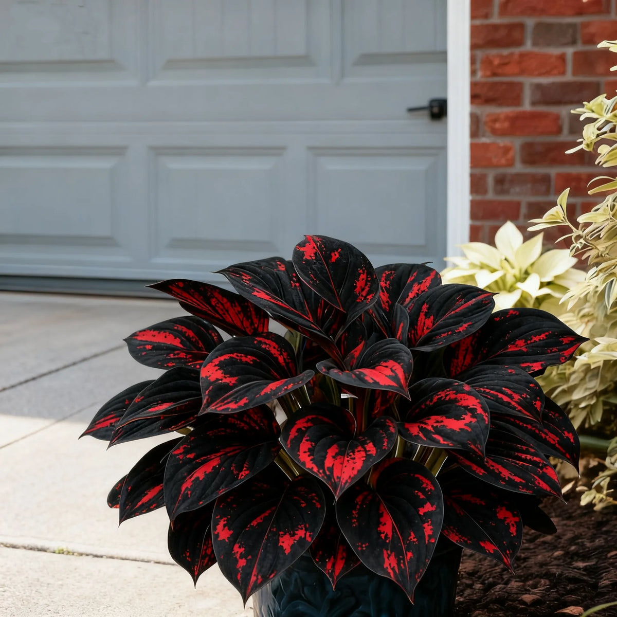 🪴Midnight Blue Hosta Bulbs  Deep Blue Foliage, Easy to Grow