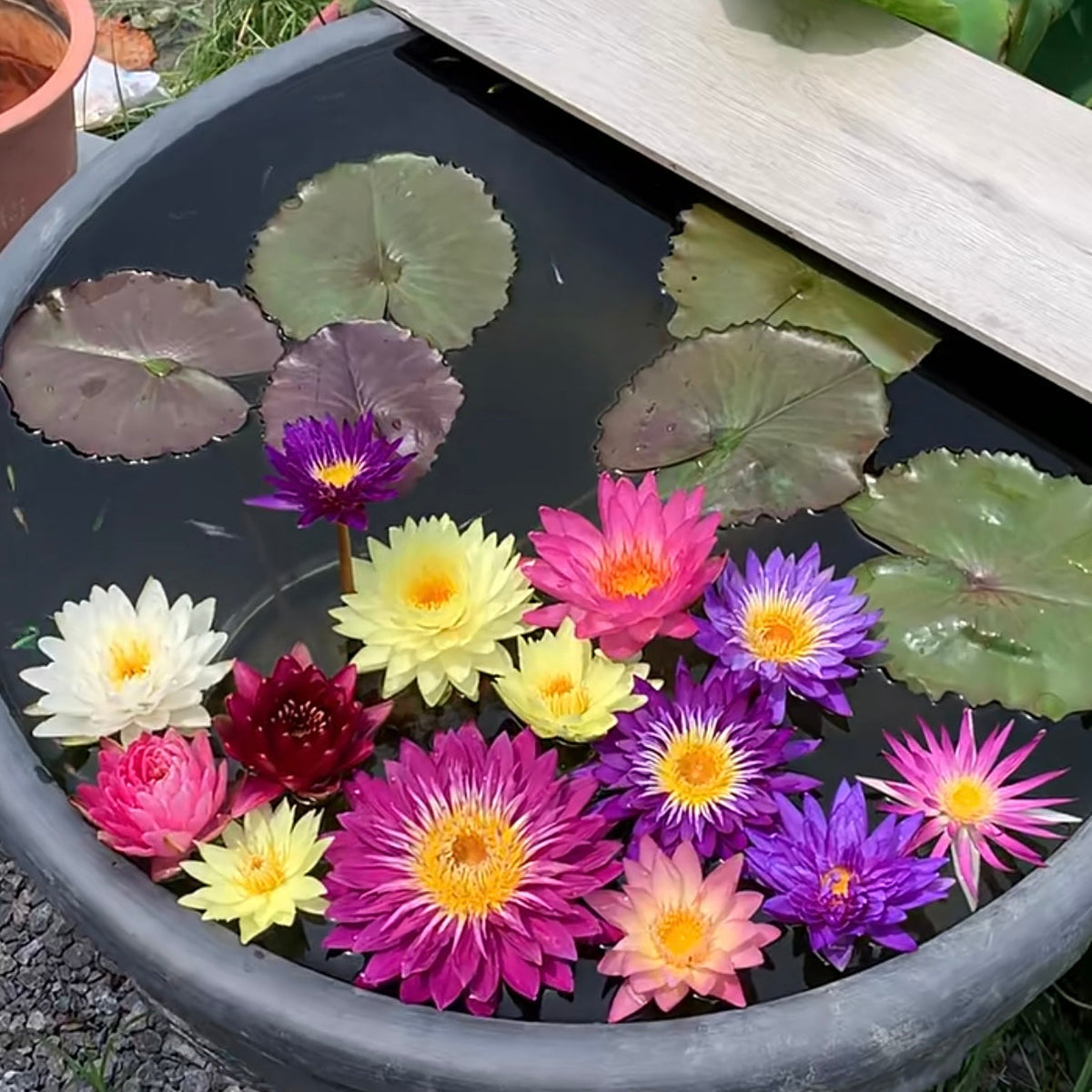 ✨🪷 Water Lilies: Transform Your Water Garden into a Living Masterpiece