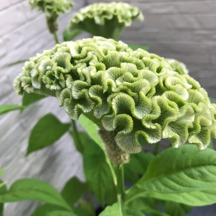 💮🌱Cockscomb Celosia Seeds