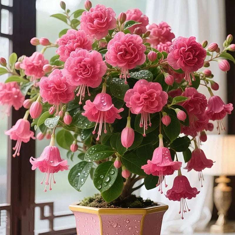 𐙚🎐Transform shaded areas with double fuchsia plants featuring rich color and flowing, elegant blooms🪄