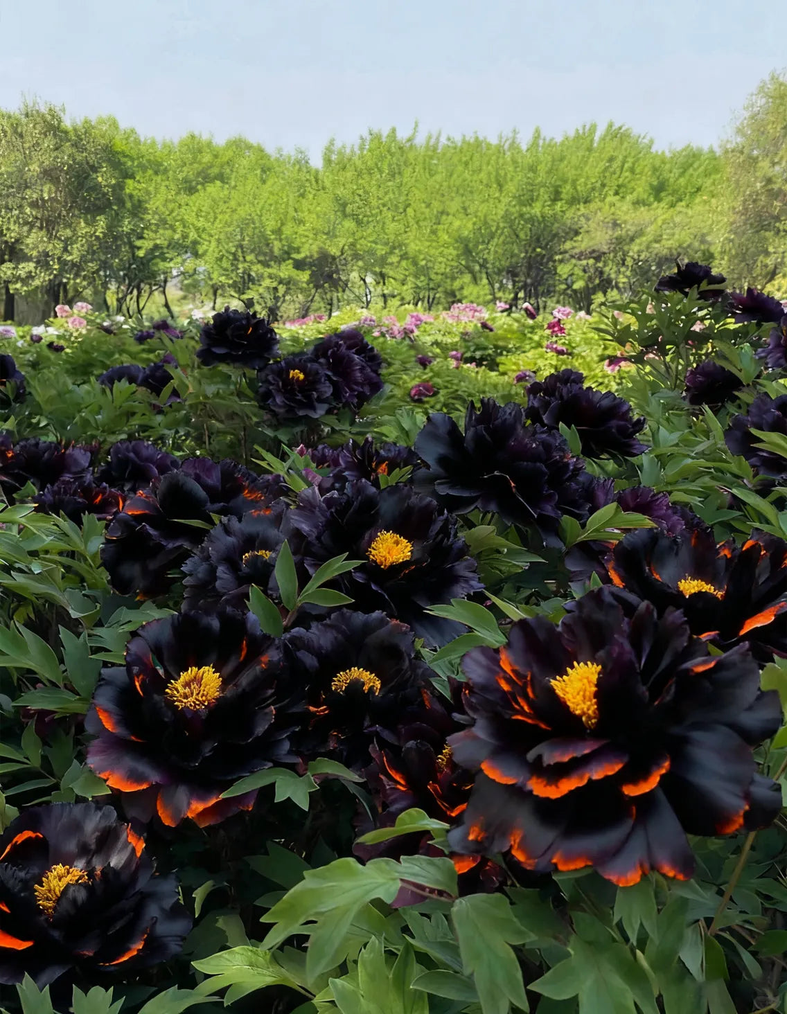 🌌 Rare Midnight Flame Peony Seeds