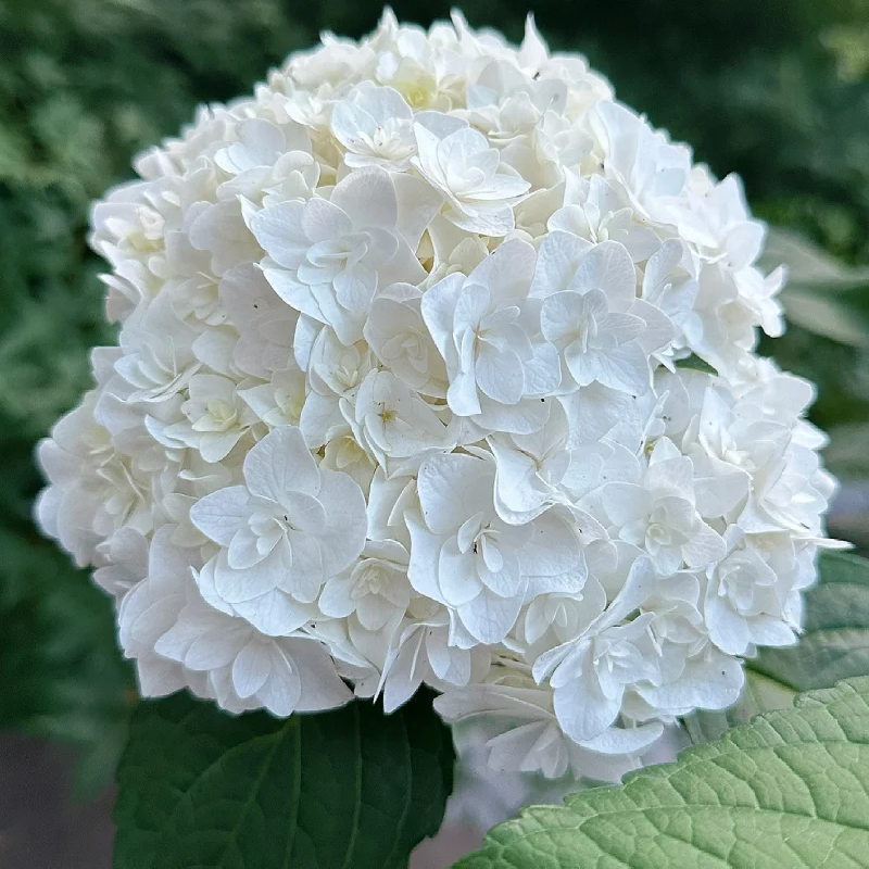 💙 Rare Blue Hydrangea Seeds