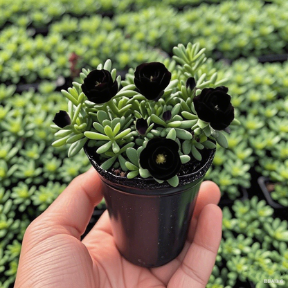 Last Day 50% OFF🔥Double Flowered Rose Orchid Bulbs Cold resistant and fragrant