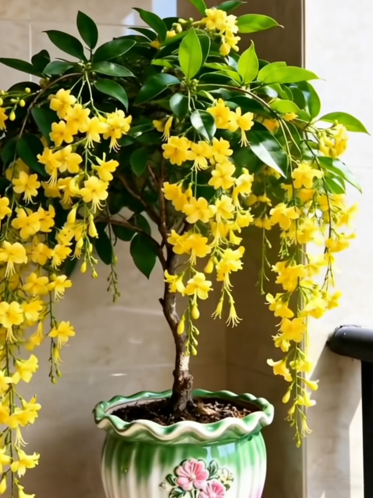 🏅2026 Best Seller💐Rare Weeping Jasmine Flowers Bulbs