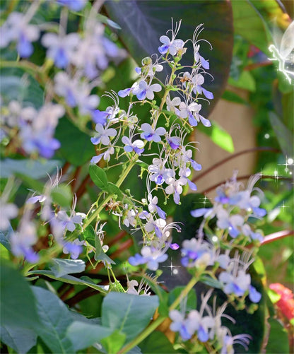 💙🦋Magical blue butterfly flowers that turn your garden into a dream