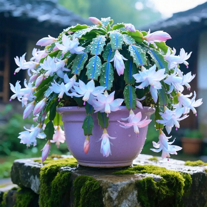 🌈🦀Mix Colors Schlumbergera Bulbs– Easy-Care Blooms in Every Shade, Even in Winter ❄️