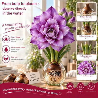 🤗🌺 Hydroponic Amaryllis Bulbs – Easy to Grow in Water or Soil, Giant Double Blooms🌱💙