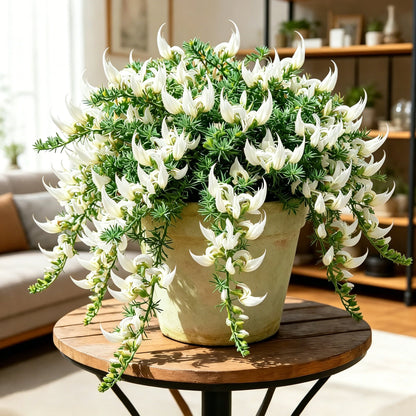 🪴 Parrot Beak Spider Plant Root Bulbs – Rare Foliage Plant, Easy to Care, Ideal for Home & Garden Decor