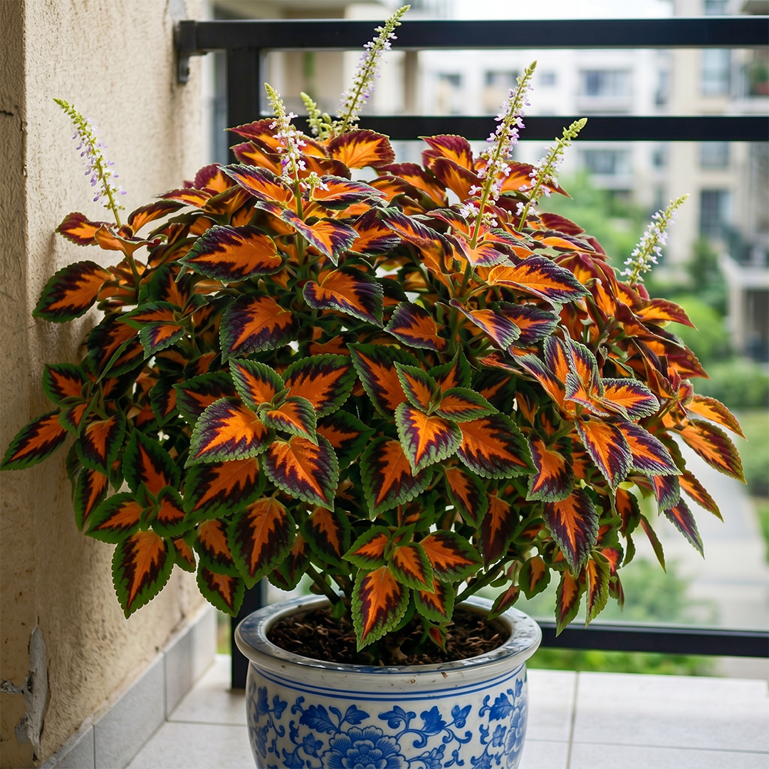 🌺Caladium Bulbs: The Easiest Way to Add Bold Color to Shady Spots