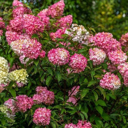 Hydrangea Seeds – Grow Full, Easy Blooms for Your Garden