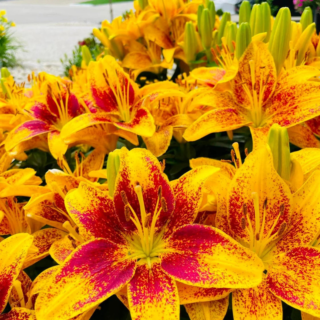 🌸 Premium Lily Bulbs – Fragrant Perennial Blooms for Gardens & Containers