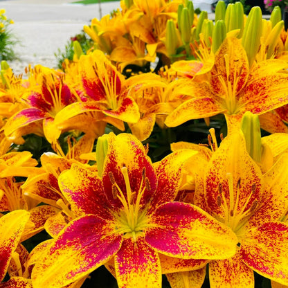 🌸 Premium Lily Bulbs – Fragrant Perennial Blooms for Gardens & Containers