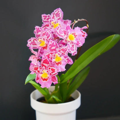 🌺Last Day 50% OFF🌸Leopard Gemstone Orchid - Beautiful and Unique