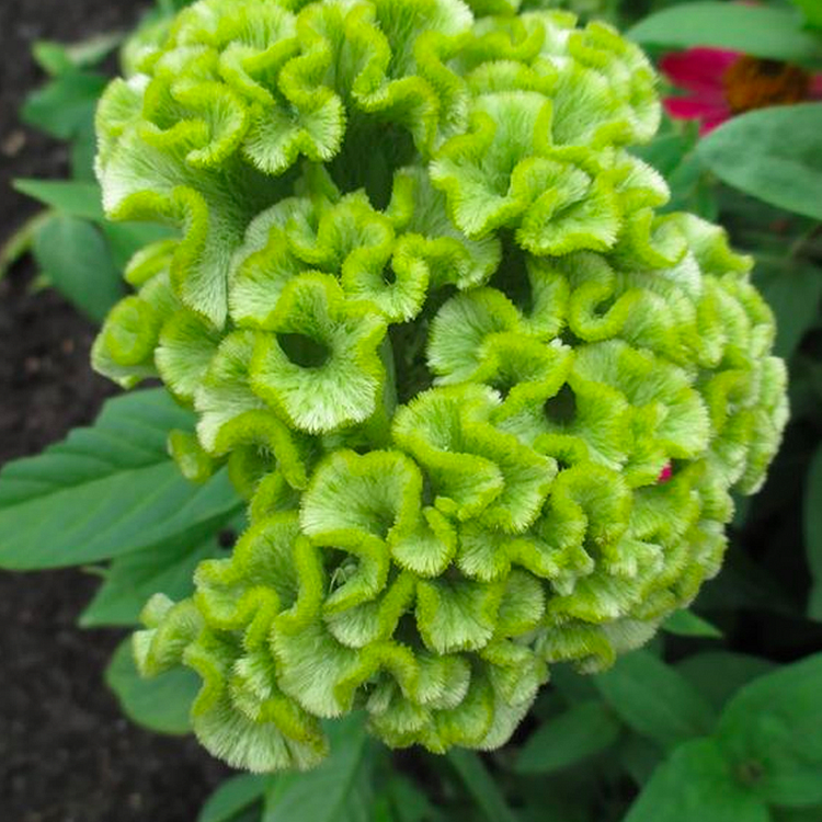 💮🌱Cockscomb Celosia Seeds