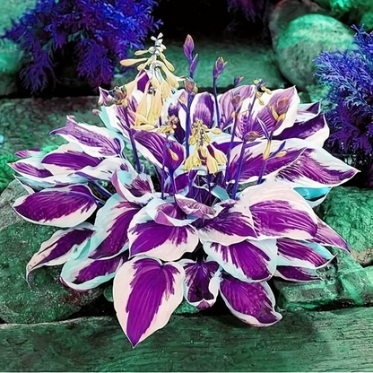 🔥Premium Hosta Seeds🌸Easy to Grow, Comes Back Every Year ✨ Perfect for Beginners