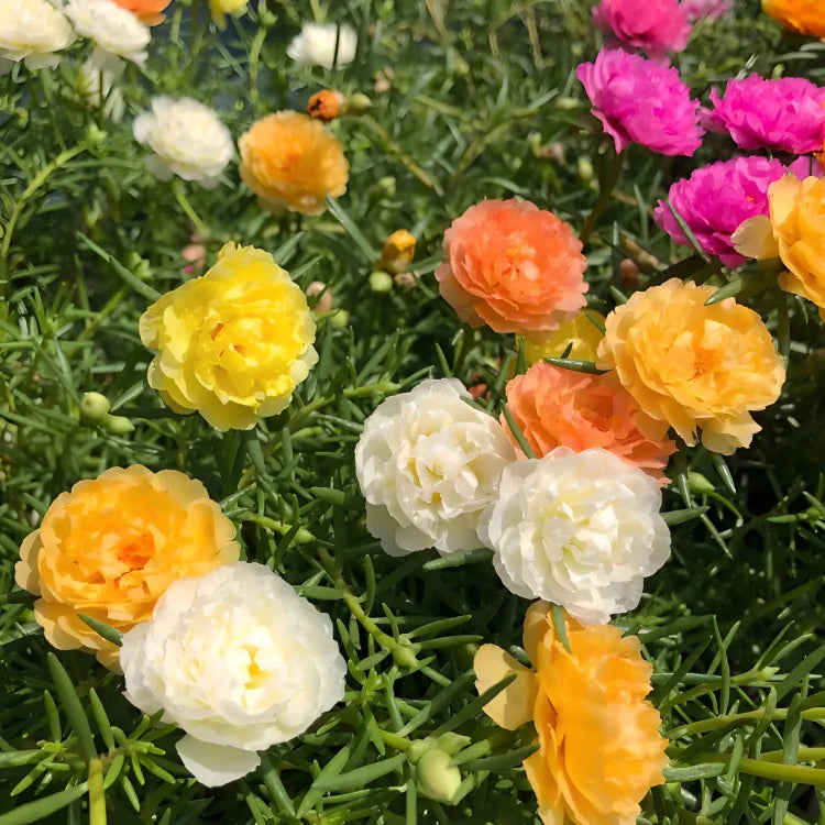 🌸 Portulaca, Moss Rose Double Mixed Colors Seeds