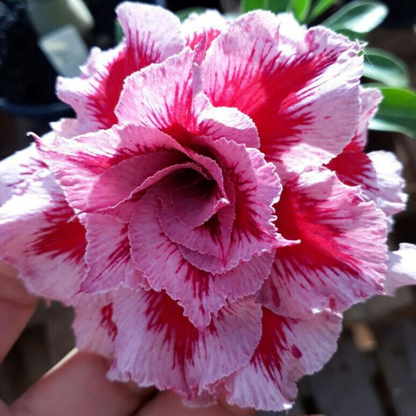 🏠🤗Desert Rose Bulbs💥Heat Resistant & Super Easy Care🌹🌵