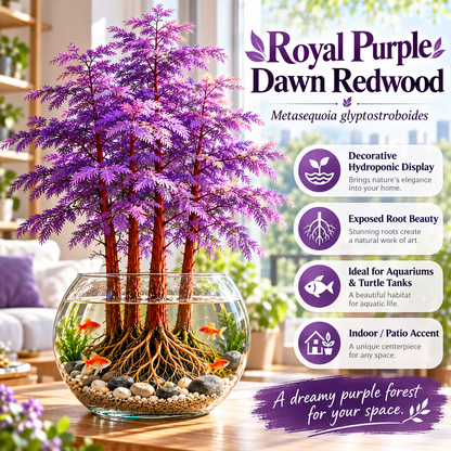 🌿 Hydroponic Dawn Redwood Bulbs - Metasequoia glyptostroboides