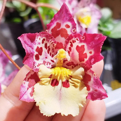 🌺Last Day 50% OFF🌸Leopard Gemstone Orchid - Beautiful and Unique