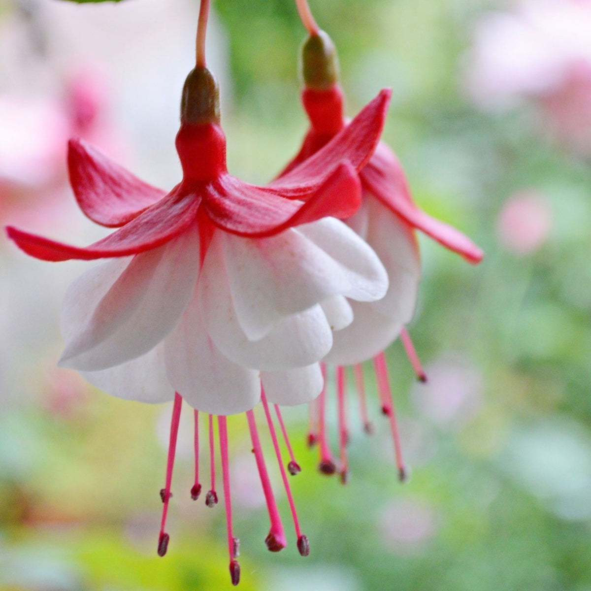 🧚🏼Fuchsia Flowers Seeds-Dancing Elf Bonsai