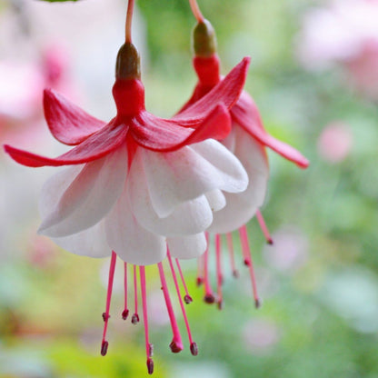 🧚🏼Fuchsia Flowers Seeds-Dancing Elf Bonsai