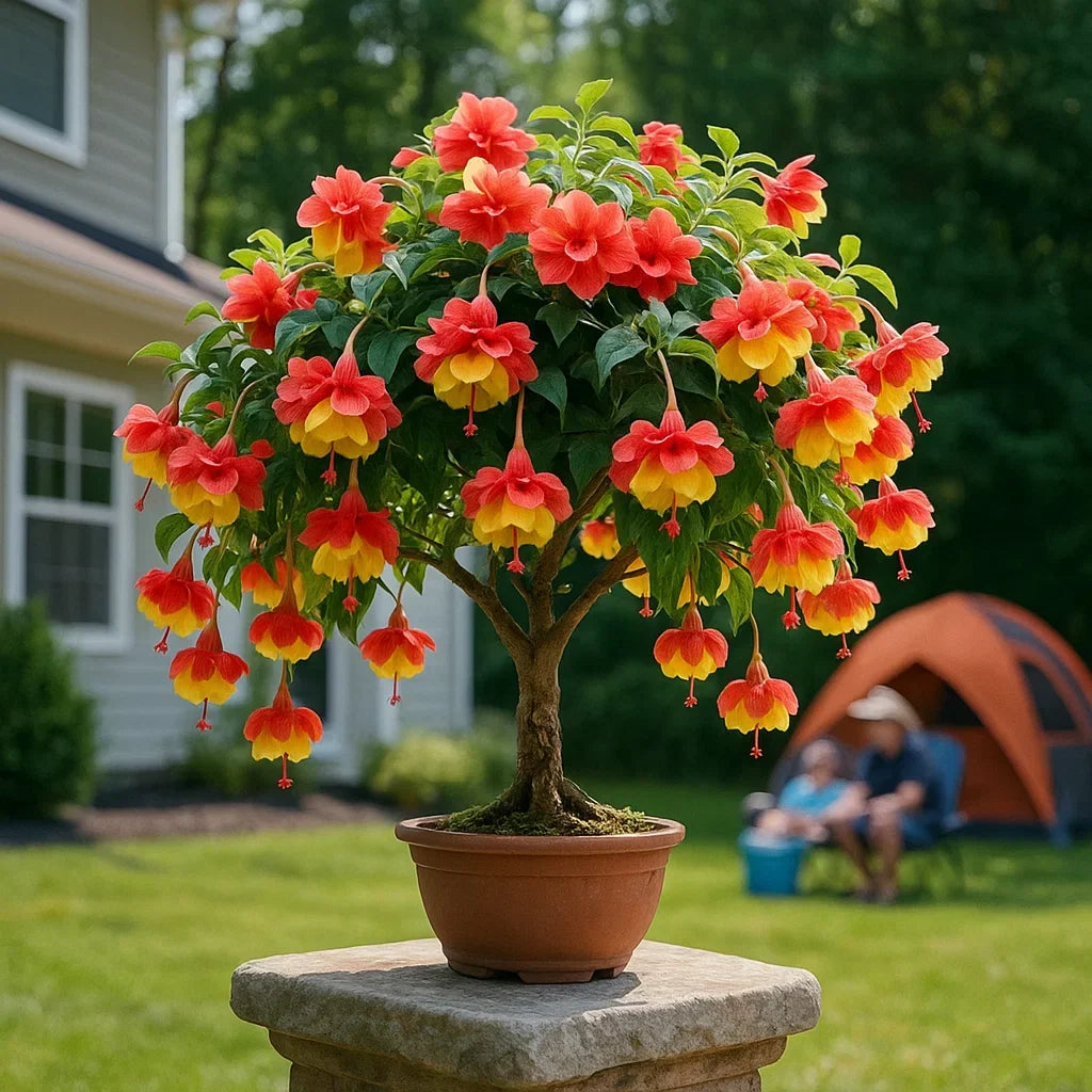 𐙚🎐Transform shaded areas with double fuchsia plants featuring rich color and flowing, elegant blooms🪄