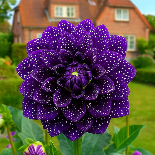 🌺 Rare Double Dahlias 🌿 Bold, Lush Blooms You Won’t Find in Ordinary Gardens