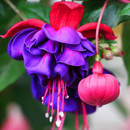 🧚🏼Fuchsia Flowers Seeds-Dancing Elf Bonsai
