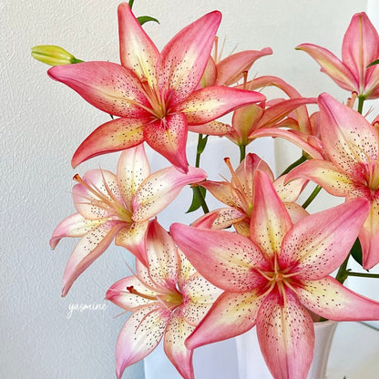 🌸Unique Lily Seeds Mix | A Collector’s Choice for Garden Lovers