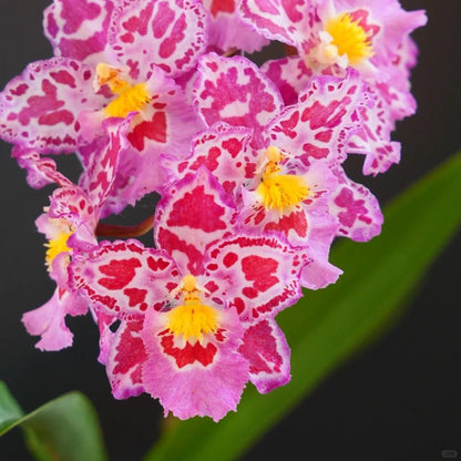 🌺Last Day 50% OFF🌸Leopard Gemstone Orchid - Beautiful and Unique