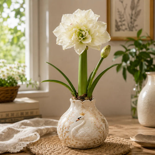 🤗🌺 Double Amaryllis Bulbs – No Soil, No Water, Just Watch Them Bloom