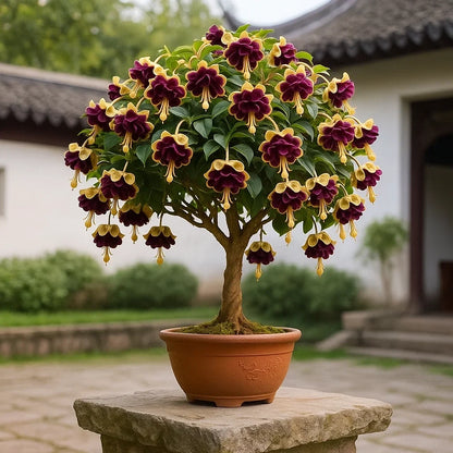 𐙚🎐Transform shaded areas with double fuchsia plants featuring rich color and flowing, elegant blooms🪄