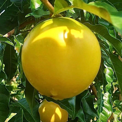 🔥50% Discount 🥭🥭Golden Fruit Seeds - Abiu Fruit