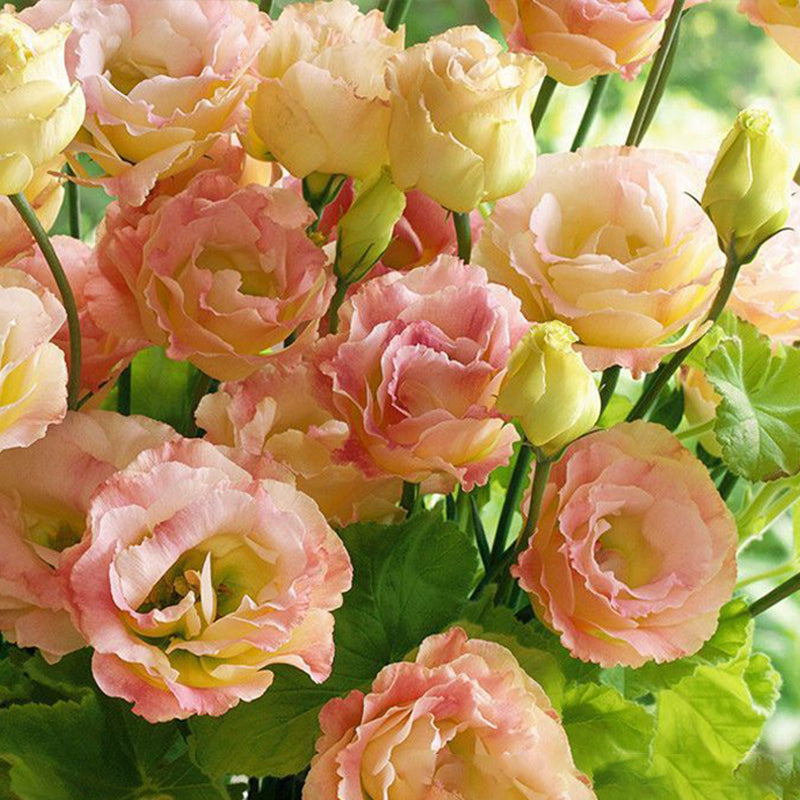 Eustoma / Lisianthus Grandiflorum Seeds - Thornless Rose-60% OFF