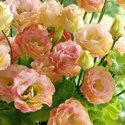 Eustoma / Lisianthus Grandiflorum Seeds - Thornless Rose-60% OFF