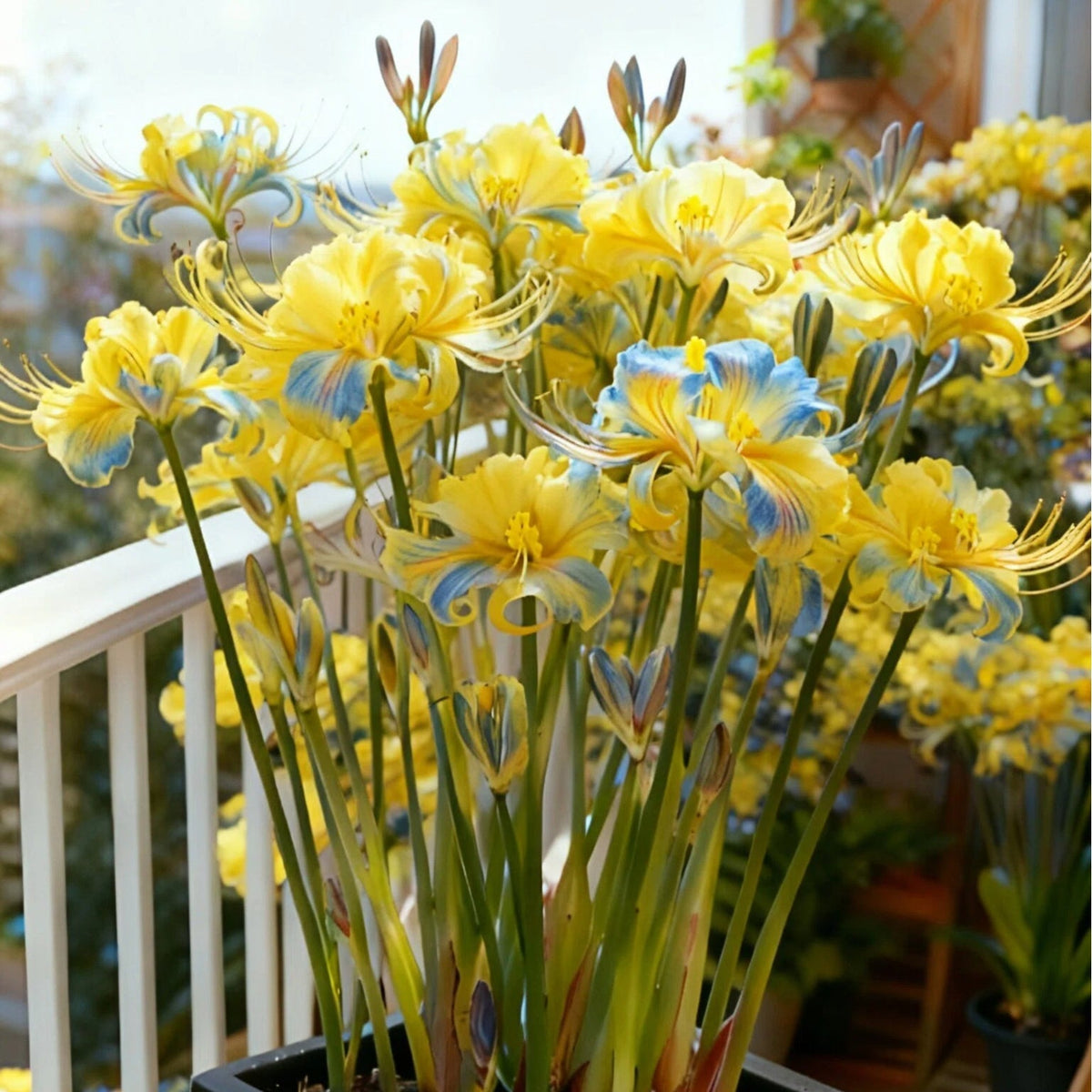 🌷·̩̩̥͙*̩̩̥͙˚̩̥̩̥Glow Like Magic — Stunning Spider Lilies Made Easy