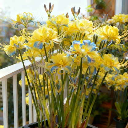 🌷·̩̩̥͙*̩̩̥͙˚̩̥̩̥Glow Like Magic — Stunning Spider Lilies Made Easy