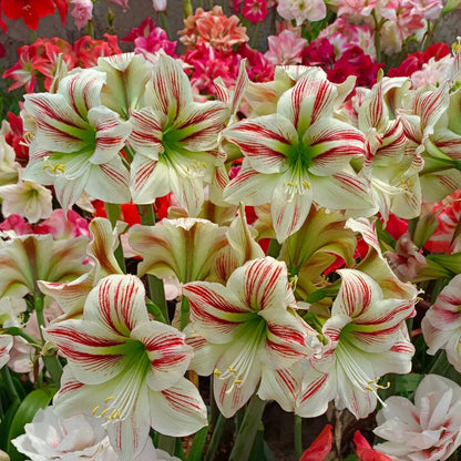 🏠💥Giant Double-Flowered Amaryllis Bulbs – Spectacular Blooms This Season!🌼